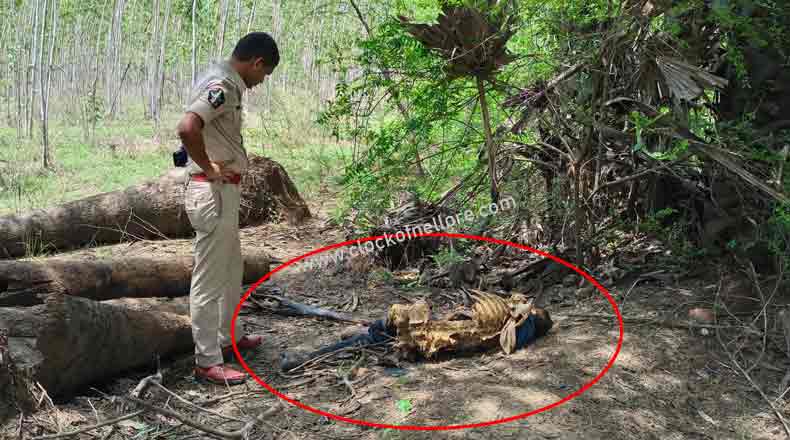 అటవీ ప్రాంతంలో గుర్తు తెలియని మృతదేహం… హత్యా… ఆత్మహత్యా ?