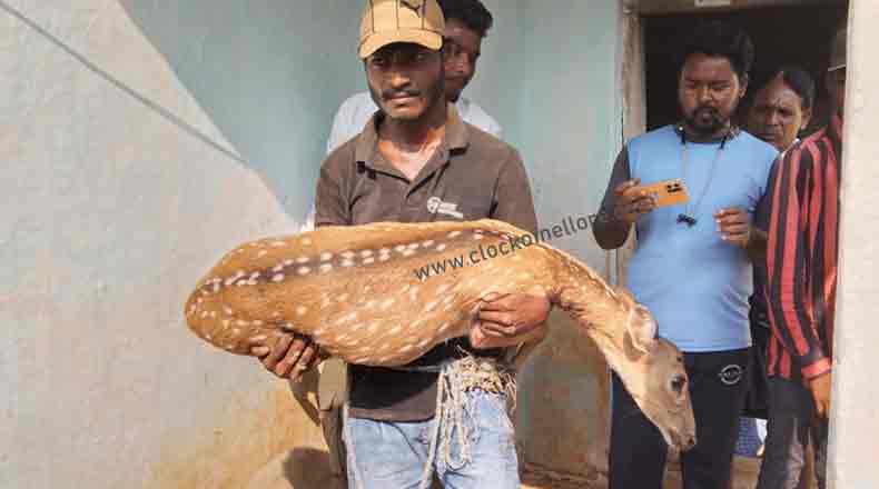 జనారణ్యంలోకి దుప్పి… అడవిలో వదిలిన అధికారులు