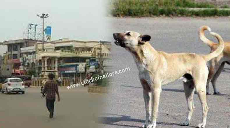 నెల్లూరు నడి బొడ్డున పిచ్చి కుక్క స్వైర విహారం : 20 మందికి గాయాలు